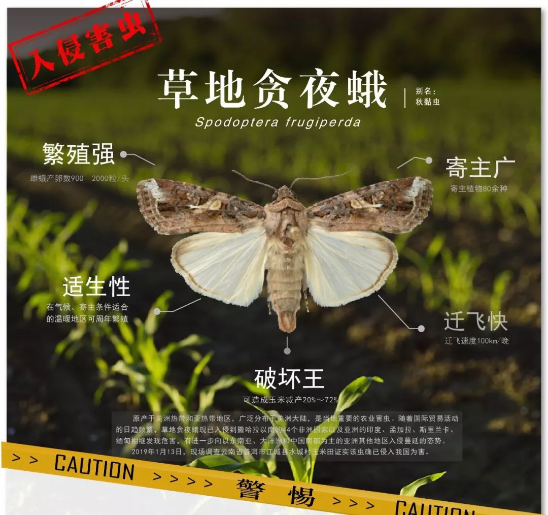 北京面临美国白蛾幼虫威胁，广东自媒体达人解读防治策略