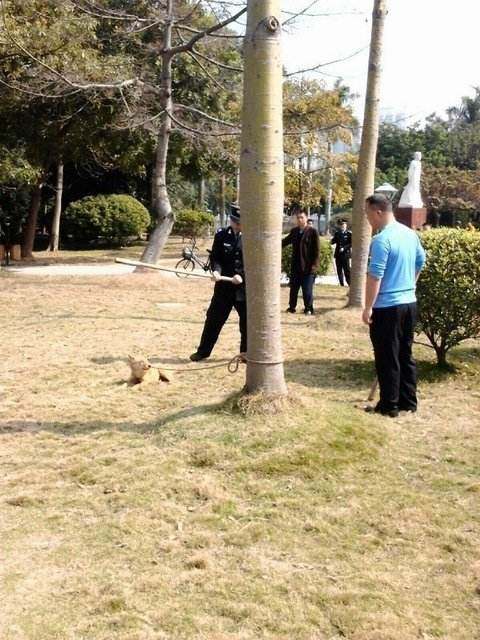 广东某校保安打死流浪狗事件，校长回应引发社会热议