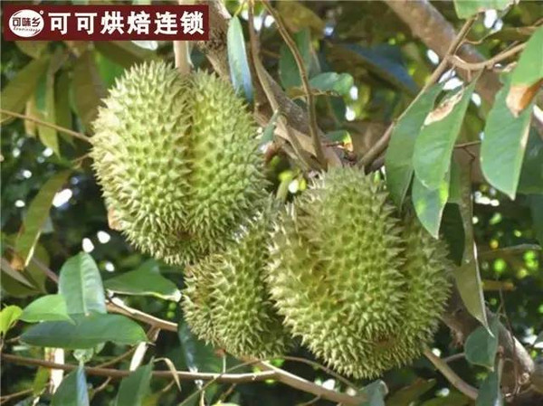 广东美食新动态榴莲价格大跳水，15元一斤的水果之王你准备好了吗？